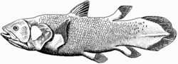 250px-Coelacanth-bgiu