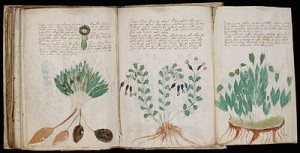 400px-Voynich_Manuscript_(170)