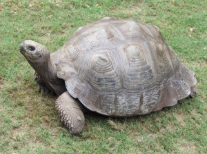 big-turtle